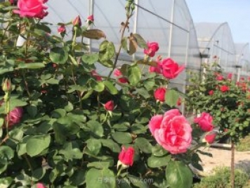 立秋后，苗木养护需要做哪些事