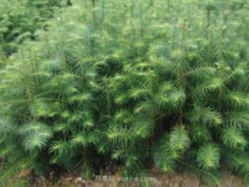 杉木龄级划分，种植10年的杉木价值与前景