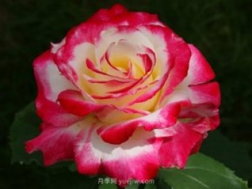 3个技巧，让月季更美丽更浓香