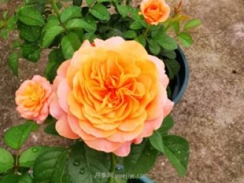 推荐5款高颜值黄色月季品种，美丽又好养！