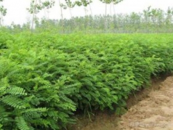 常见的护坡灌木有哪些？耐贫瘠效果好实用栽培简单