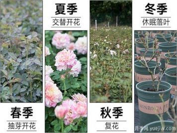 日本玛丽玫瑰的养护心得