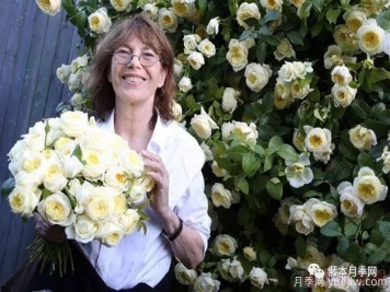 推荐10大浓香型的藤本月季品种