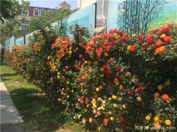 园林苗木十月份养护的6个要点