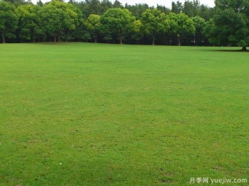 草坪地下害虫的防治