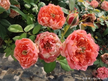 月季网：怎样栽培月季花？