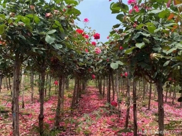 秋季这样移栽树状月季成活率杠杠滴