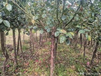 冬季需注重园林绿化带的月季修剪和养护