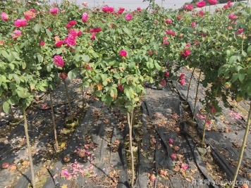 南阳2公分棒棒糖月季的好品种，遥远的鼓声推荐给花友们