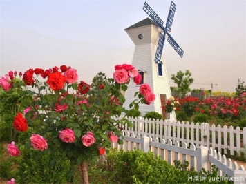 月季花被大量种植在绿化带，3个真实原因出乎意料