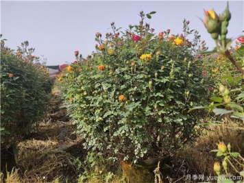 常用的5个苗木造型方法