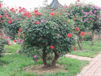 苗木人要与设计师做好沟通