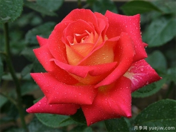 埋盆越冬的南阳盆栽月季什么时候出土好？