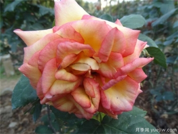 月季花突然蔫掉原因和蔫后养护技巧