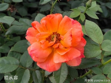 什么叫丰花月季？