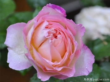 破晓月季养护方法有哪些？