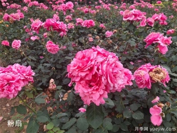 大花月季中的粉扇栽培技术，你知道吗