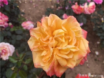 树状月季为什么会变形？应该如何避免？