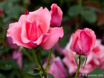 一般盆栽月季花卉什么时间修剪好？