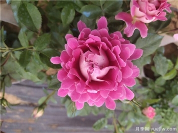 秋季月季花卉主要发生的病虫害