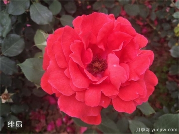 不同规格的大花月季，几种的品种介绍