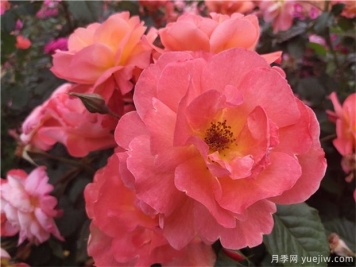 推荐四季都开花的3个藤本月季品种