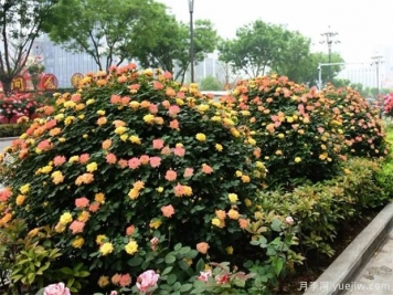 适合做造型树的花木有哪些？