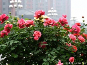 绿化苗木种植规范的相关步骤