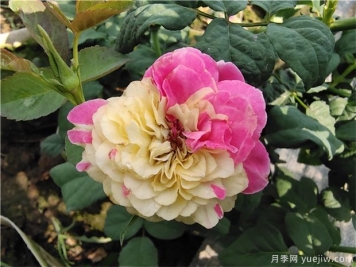 怎么养盆栽月季？