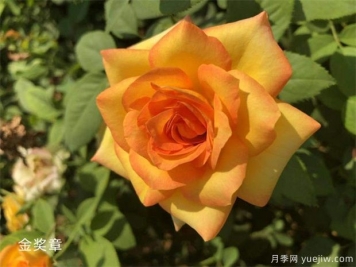 丰花月季和灌木月季有什么区别？