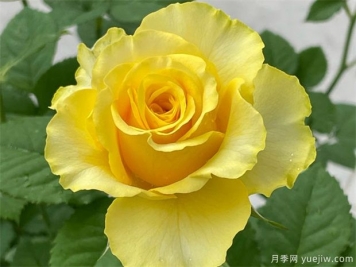 黄色花卉的寓意