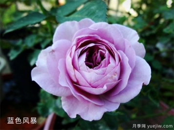 碎冰蓝玫瑰有什么寓意