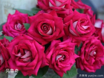 玫瑰花送几朵有哪些花语