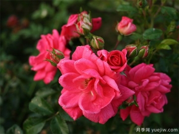 玫瑰有哪些含义