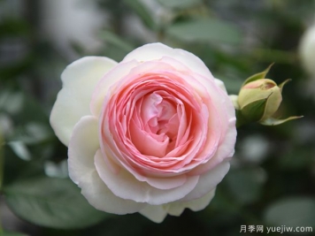 欧月是玫瑰还是月季