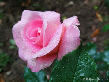 玫瑰花的开花时间和花语