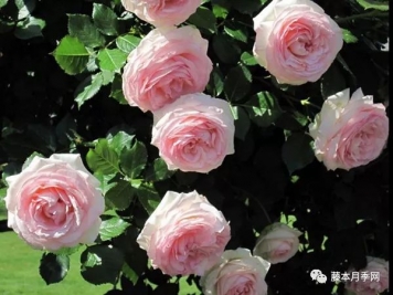 推荐新手打造花墙必种的11个藤本月季品种