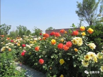​南阳月季在园林绿化中的作用