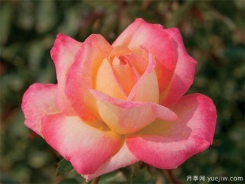 霜降来了，月季花入冬如何施肥，苗情不同方法不同