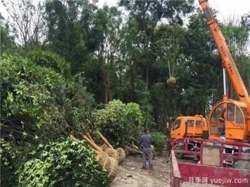 找到品质苗，园林人怎么选符合要求的苗木