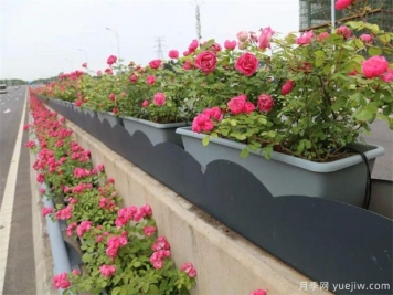 优秀苗木人需要具备的9个经营意识