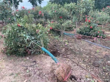 树桩苗木移栽后促成活和复壮技术分享