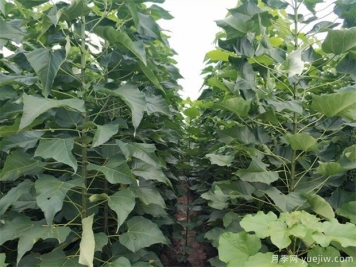 园林绿化中几种常见速生树种，发展趋势仍有空间