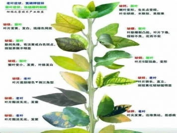秋季月季不断黄叶，打药不管用，怎么办？