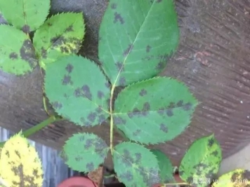 金秋时节园林绿化苗木常见病虫害与防治