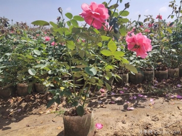 月季露地栽培技术