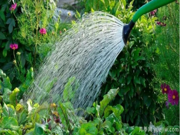 如何给园林植物浇水更合理？灌木乔木花境各有方法