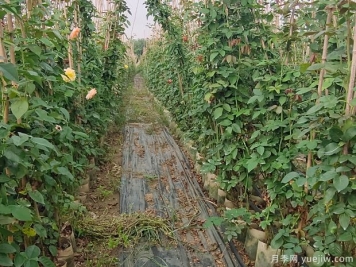 植物设计师必须知道的50个苗木知识点