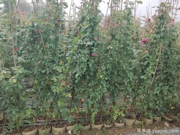 冬季藤本月季修剪的时间和5点办法