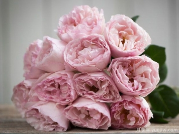 浪漫俳句月季/摩纳哥王妃夏琳月季/芳香宝石